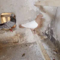 کفتر هفت رنگ دمسفید وسینه زرد