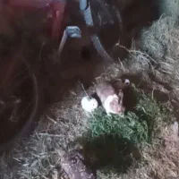 بچه خر گوش زرنگ سالم. م قشلاق چرخلو|موش و خرگوش|رامند, |دیوار