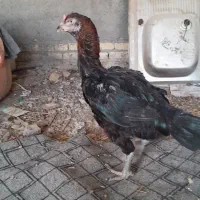 لاری|حیوانات مزرعه|گرگان, |دیوار