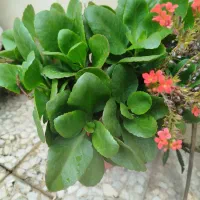 گل قاشقی وگل پدیلانتوس|گل و گیاه طبیعی|لاهیجان, لاشیدان|دیوار