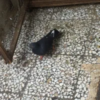 کبوتر غریب|پرنده|رشت, توشیبا|دیوار