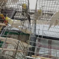 دو جفت عروس هلندی|پرنده|فردیس, فردیس|دیوار