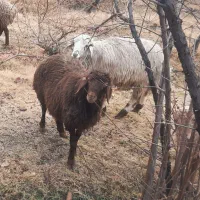 بزوبره چاق فروشی|حیوانات مزرعه|گناباد, |دیوار