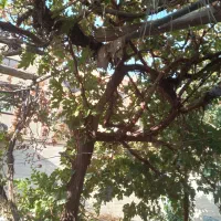 کارگر پسته کنی همراه باوانت