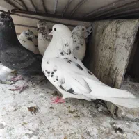 ۵ عدد کفتر یا کبوتر پرشی