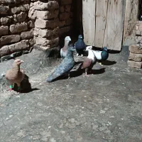 حیونا گرفتنی پرشی