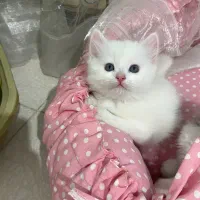 بچه گربه بریتیش لانگ هیر|گربه|ساری, |دیوار