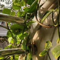 فروش گل پتوس