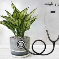 ویزیت گیاهان آپارتماتی