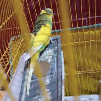 مرغ عشق ماده شرط تخم گذار