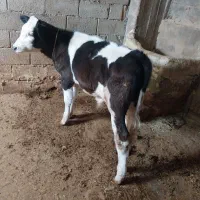 گوساله