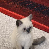گربه گم شده در صورت تحویل مژدگانی عالی داده میشود