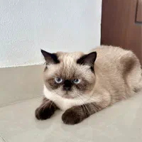 فروش گربه
