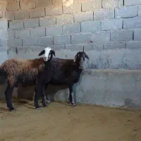 کاور  میش افشاری دودندان اوستن