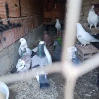 کبوتر|پرنده|سیجوال, |دیوار