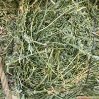 بیده|حیوانات مزرعه|شهر بابک, |دیوار