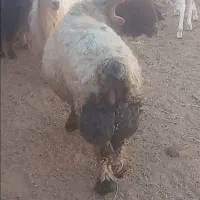 قوچ ترکی