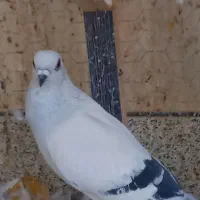 کبوتر شامی|پرنده|خمینیشهر, |دیوار