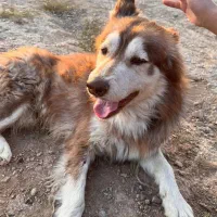 سگ نر ۱ ساله هاسکی میکس