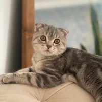 واگذاری گربه ی اسکاتیش