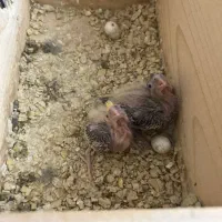 طوطی عروس /هلندی / سرلاک|پرنده|آمل, |دیوار