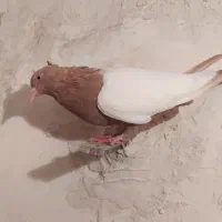 کفتر سینه زرد|پرنده|چناران, |دیوار