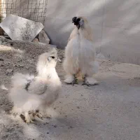 عروس هلندی پیدا شده