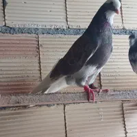 کبوتر بعدازظهری