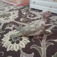 جوجه عروس هلندی سرلاکی|پرنده|شیراز, فرهنگ شهر|دیوار