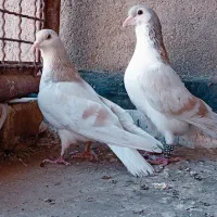 کبوتر ساده هفترنگ و ساده سبز|پرنده|مشهد, فتح المبین|دیوار