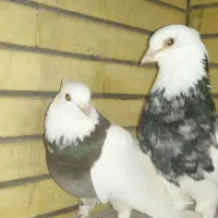 جفت کبوتر طوقی هفت رنگ سرور|پرنده|اصفهان, ارغوانیه|دیوار