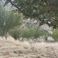 زمین باغ شهری