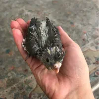 جوجه عروس هلندی|پرنده|رودهن, |دیوار