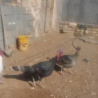 سلام معاوضه بوقلمون نرباماده تخم گزارمنوجان نودژ