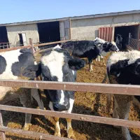 گاو نوبر آبستن|حیوانات مزرعه|زالیان, |دیوار