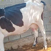 گاو و گوساله|حیوانات مزرعه|اسیر, |دیوار