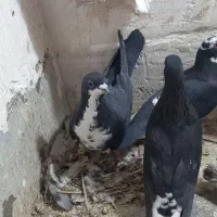 سیاه پلنگ کلاهی نر پریده با سیاه رسمی|پرنده|رفسنجان, |دیوار