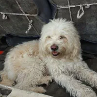 شیتزو نر ماده|سگ|قم, نوبهار|دیوار