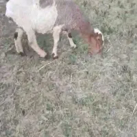 گوسفند و میش