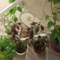 فروش تعدادی گل اپارتمانی ب قیمت مناسب بعلت کمبودجا