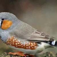 فروش جفت فنچ  آماده جفتگیری