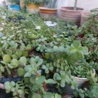 گل خرفه ای  مناسب هر آب و هوایی|گل و گیاه طبیعی|بندرعباس, |دیوار