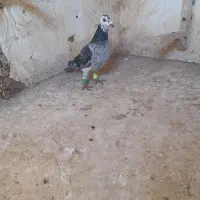 پرنده|پرنده|اسفراین, |دیوار