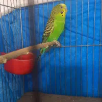 مرغ عشق نر|پرنده|اصفهان, کوجان|دیوار