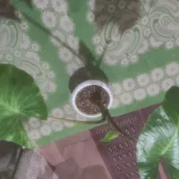 گل زیبا|گل و گیاه طبیعی|تالش, هشتپر|دیوار