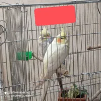 عروس هلندی جفت مولد