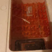 دستگاه جوجه کشی|لوازم جانبی حیوانات|قم, باجک دو|دیوار