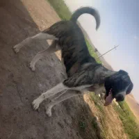 سگ‌‌سرابی‌‌نگهبان