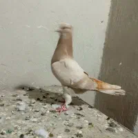 کفتر زردی باخت رفته
