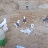 کبوتر